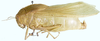 Prostalia granulata (Stål, 1873): male, lateral view. (Otu).