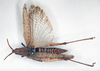 CollectionObject 1578633; f60fb00e-ecf2-4b36-860a-fe3342d1a774: female, dorsal view (paralectotype). (CollectionObject).