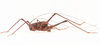 CollectionObject 1518322; 22c54a88-e0f4-4781-bf2d-05eee0fffc40, NHMUK015982514: male, lateral view (holotype). (CollectionObject).