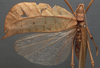 CollectionObject 1505746; 9f68e04d-51bb-487f-94c0-1a7ca2385d50: female, dorsal view (holotype). (CollectionObject).