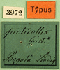 CollectionObject 1501113; 22893d49-df09-448f-ba53-0c5b5075123c: labels (lectotype of Agriacris picticollis). (CollectionObject).