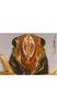 Head: !! display not done !! on Evacanthus nigriscutus Li & Wang, 1996: face. (Observation).