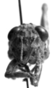 CollectionObject 1507367; 67c4dc41-733f-4c97-8b63-a41a83c47cf6: Image Carbonell, C.S. male, frontal view (allotype). (CollectionObject).