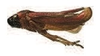 Habitus, lateral view on Zuata araguana (Fennah, 1951): (Observation).