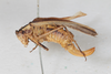 CollectionObject 2601998; b7bddda4-8193-4288-a96d-898299947a43: female, lateral view (syntype). (CollectionObject).