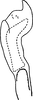 Stylus on Dikrella (Dikrella) affinis (Osborn, 1928): Stylus. (Observation).