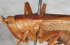 CollectionObject 1531365; NMW 1101, 0200bac1-f6bd-4a0b-872a-ce85b1698084: female head and pronotum, dorso-lateral view (holotype). (CollectionObject).