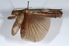 CollectionObject 1561347; 5a63e521-646b-4ab6-8509-b8f9e351fd69: copyright ANSP. female, lateral view (holotype). (CollectionObject).