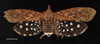 Habitus, dorsal view on Diareusa kemneri Ossiannilsson, 1940: (Observation).