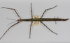 CollectionObject 1570614; 83af697c-d845-4267-af23-a5c120a323d6: copyright MONZ, New Zealand. female of synonym Acanthoxyla speciosa (paratype). (CollectionObject).