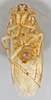 CollectionObject 1569185; d48387b0-52b1-4906-8517-19b2affbb2f8: Photo by Heidi Hopkins. Holotype, adult male, ventral habitus. (CollectionObject).