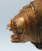 CollectionObject 1517387; ef319075-f2d9-4f3d-8445-73282d719f29: male abdomen tip, lateral view (holotype). (CollectionObject).