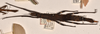CollectionObject 1558452; a237584d-116d-4fb6-96cd-ae54ce1c2027: copyright OUMNH. female, dorsal view of Dimorphodes mancus (syntype). (CollectionObject).;CollectionObject 1558453; ea906b12-686a-41bd-bb38-664c85261f31: copyright OUMNH. female, dorsal view of Dimorphodes mancus (syntype). (CollectionObject).