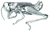 Akamasacris variabilis (Scudder, 1897): male habitus. (Otu).