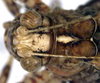 CollectionObject 1532430; 8b288220-77c0-4218-8096-a2bf1dfa0412: female head and pronotum, dorsal view (holotype). (CollectionObject).