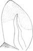 Stylus: !! display not done !! on Anoplotettix kalkandeleni Dlabola, 1971: Stylus. (Observation).
