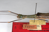 CollectionObject 1560330; ca000423-a4f7-4050-b830-2e72b4792321: copyright ZMHB, Berlin. female: head & thorax, lateral view of synonym Nescicroa rammei (paratype). (CollectionObject).;CollectionObject 1560331; 594a46b5-e6ab-42e5-84cd-e9497637845d: copyright ZMHB, Berlin. female: head & thorax, lateral view of synonym Nescicroa rammei (paratype). (CollectionObject).