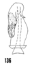 Aedeagus, dorsal view on Oecleus productus Metcalf, 1923: (Observation).