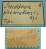 CollectionObject 1542722; DEES MZLQ-I0016, c211b784-2329-4f55-abb3-33b8e006b672: male, labels (syntype). (CollectionObject).