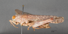 CollectionObject 1533409; dc61167e-1e82-4bd3-bd07-4237393a0a0e: mirror image. female, lateral view (holotype). (CollectionObject).