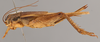 CollectionObject 2804358; 15fa77a1-72b3-4e17-8005-1f05a3123675, FCE- GY 77, occurrenceID:- GY 77: URUGUAY - San Gregorio, 29-XI-1959, A. Mesa, P. San Martín y C.S.Carbonell. Female, lateral habitus. Facultad de Ciencias - UDELAR (FCE - GY 077). (CollectionObject).