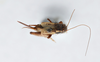 CollectionObject 2868907; 44f9c286-02f7-4a1b-bd7f-df26c1282315, CNCI 1154929: Allonemobius griseus funeralis. (CollectionObject).