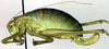 CollectionObject 1501996; cbe56e29-d460-48fe-926b-fdaa7d3c8b30: female, lateral view (allotype). (CollectionObject).