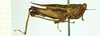 CollectionObject 1532578; a7b6ecfb-de01-4ff4-888a-8d365e2f042e: male, lateral view (lectotype). (CollectionObject).