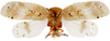 Habitus ventral view on Messena nebulosa Stål, 1863: (Observation).