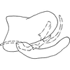 Pygofer, lateral view on Dikrella (Dikrella) exila Ruppel & DeLong, 1953: Genital capsule, lateral view. (Observation).