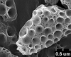 Brochosomes on Cuerna arida Oman & Beamer, 1944: CR778 | U.S.A., Arizona, Cochise Co., Chiricahua Mts., Rustler Park campground, Rakitov R. [#02-46], 24-25 Jul 2002 | INHS. (Observation).