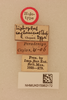 CollectionObject 1517728; 42947a7b-73b5-4c22-9cdb-374cb8fca095, NHMUK015982172: labels (holotype of Liphoplus ceylonicus). (CollectionObject).