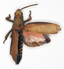 CollectionObject 1535542; 207d3efe-22b4-4843-970e-79f950e70bc4: male, dorsal view (lectotype of Petasia anchietae). (CollectionObject).