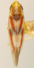 Habitus, dorsal view on Erythridula occidua (Beamer & Griffith, 1935): Habitus (holotype, KSEM collection). (Observation).