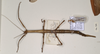 CollectionObject 1559018; 690c482e-9b6c-4ea9-bb29-e780a9fcf2c9: copyright OUM. female of synonym Prisomera phyllopus (holotype). (CollectionObject).