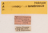 CollectionObject 1523681; 81694062-b2b5-4d88-8082-d8b49849267e, ANSP1114: labels (holotype). (CollectionObject).