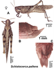 Depicts Schistocerca pallens (Thunberg, 1815), an Otu.