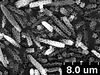 Brochosomes: !! display not done !! on Oncometopia (Oncometopia) orbona (Fabricius, 1798): OM156 | U.S.A., Missouri, Greenwood, VII | INHS. (Observation).