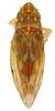 Habitus, dorsal view: !! display not done !! on Erasmoneura variabilis (Beamer, 1929): Habitus (paratype, KSEM collection). (Observation).
