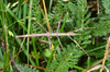 copyright Paul D. Brock. nymph, Crown Range between Queenstown & Wanaka, 23 February 2015. Depicts Niveaphasma annulatum (Hutton, 1898), an Otu.