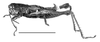 Maylasacris rugosa Cigliano & Amédégnato, 2010: Fig. 2. male habitus (scale bar 1cm). (Otu).