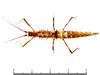 CollectionObject 1580334; f991a7dd-9e6c-43ef-b677-fc5d1a379a60: copyright Sheyla Yong. female, dorsal view (paratype). (CollectionObject).;CollectionObject 1580335; f03a71f5-7eb8-4cb9-91de-0db6f5b8c285: copyright Sheyla Yong. female, dorsal view (paratype). (CollectionObject).