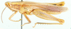 Oxycardenius tinctipennis Uvarov, 1953: male, lateral view. (Otu).