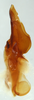 CollectionObject 1588778; cef9bbe0-6b09-471a-ba9a-ea35858c6bee: male genitalia, lateral view. (CollectionObject).