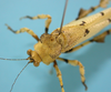 CollectionObject 1542816; DEES MZLQ-I0027, d25f5097-df9d-41ed-8fae-1f78c149fd8d: male, pronotum posterior part of the pronotum (holotype). (CollectionObject).
