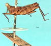 CollectionObject 1517899; 7677c091-c816-47b5-a24a-f7b0e4dc05ab, NHMUK10924426: female, lateral view (holotype). (CollectionObject).