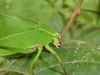 Pseudopreussia flavifolia Hemp, 2017: female (Tanzania, Sigi). (Otu).