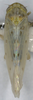 Habitus, dorsal view: !! display not done !! on Balclutha punctata (Fabricius, 1775): (Observation).