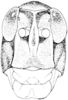 Romalea microptera (Palisot de Beauvois, 1817): Fig. 369. male, head, facial view. (Otu).