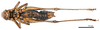 CollectionObject 1575344; 0900aada-77ce-488b-9568-2b73bbd56bd0: male, ventral view (syntype). (CollectionObject).